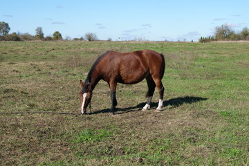 Horses graze in the field. Agriculture. Caring for horses.