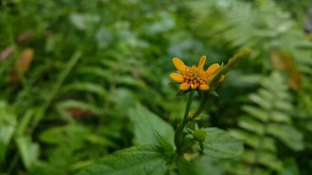 4k view of yellow flower (Wedelia biflora) not yet blooming focus in the foreground. Perfect for documentaries on tropical rainforests and World Nature Conservation Day on July 28th.