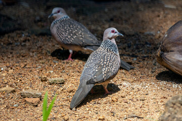 Spotted dove