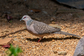Spotted dove