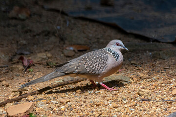 Spotted dove