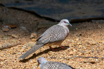 Spotted dove