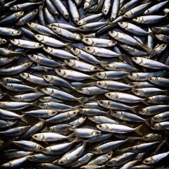 Obraz premium Fisch - Sardinen für Konserven