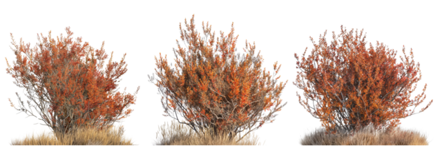 Realistic isolated image of full shrub. Autumn season. PNG. White Background.