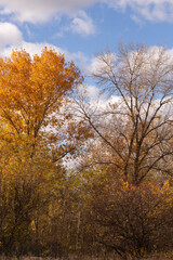 Fototapeta premium a tree with yellow leaves is in a field with a sky background.