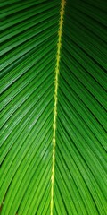Close up of a vibrant green palm leaf with intricate texture, perfect for tropical backgrounds or designs, detail