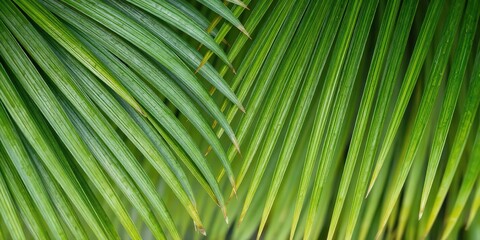 Close up of a vibrant, natural palm leaf texture in tropical shades of green, background
