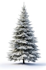Fototapeta premium Christmas tree plant white snow.
