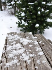 Old weathered wood texture covered in snow with a firtree in the background, snowy, outdoors