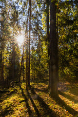 Autumn forest landscape in the morning