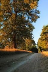 Fototapeta premium Droga do lasu