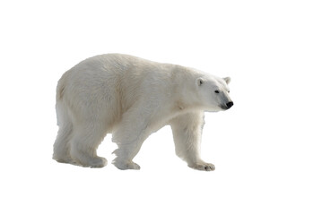 standing, environment, safe, no people, svalbard, polar bear, white background, weather, warm, collage, dangerous, ursus maritimus, wild animal, isolated on white, warming, white-background, power, hu