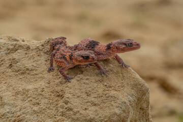 Nephrurus wheeleri, also known commonly as the banded knob-tailed gecko, the southern banded knob-tailed gecko, and Wheeler's knob-tailed gecko