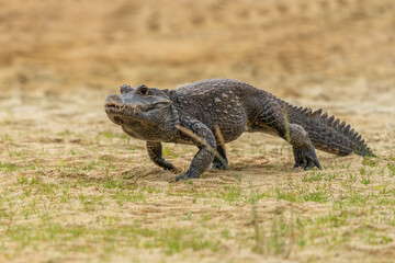 Dwarf crocodile (Osteolaemus tetraspis), also known commonly as the African dwarf, broad-snouted or bony crocodile, is an African crocodile that is also the smallest