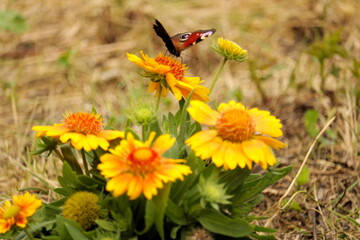 Gailardia i motyl © Ireneusz