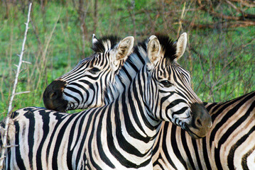 Naklejka premium Zebras play in the nature reserve in the Kruger National Park in South Africa