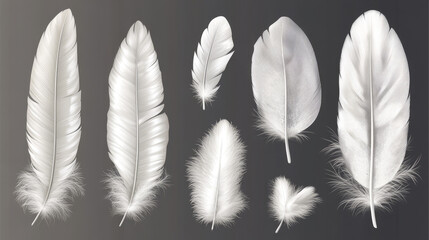 Obraz premium A realistic vector illustration set of bird feathers, featuring elegant white quills and lightweight, fluffy plumage