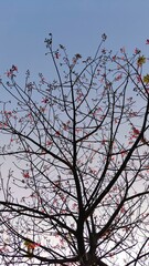 tree branches against blue sky