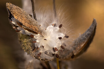 autumn leaves on the ground