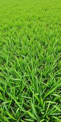 Obraz premium Vibrant green lawn with lush grass perfect for natural background, vibrant, peaceful