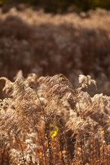 close up of cones
