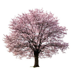 日本の大きな1本の桜の木