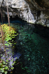 Cenote in Coba with clear turquoise waters and lush greenery