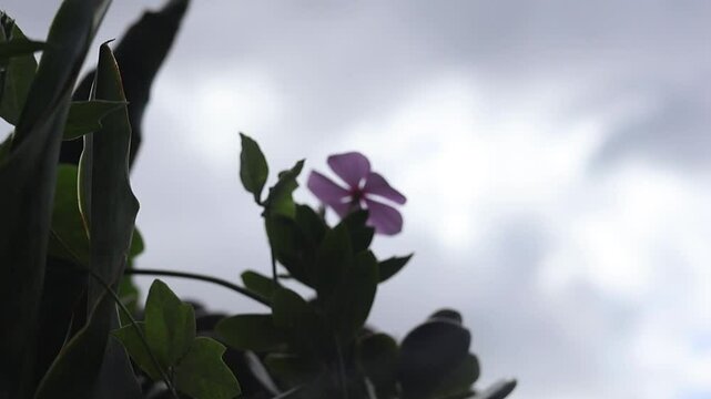 Toma de cerca de una flor de color Rosado en movimiento por el viento en  un jard&iacute;n, con un fondo de cielo gris