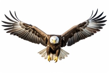 Obraz premium Animal flying eagle bird.