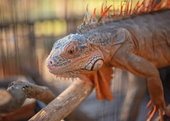 Red Morph Green Iguana