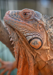Fototapeta premium Red Morph Green Iguana