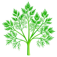 Green dill Vector illustration 