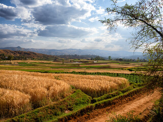Fototapeta premium Madagaskar
