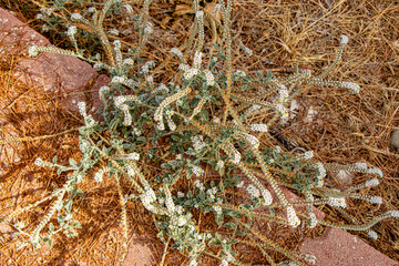 beautiful hairy heliotrope plant with small white flowers at the sidewalk in Göynük Turkey (Antalya/Kemer)