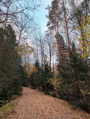 Fototapeta premium path in the woods