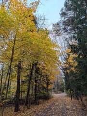 Fototapeta premium autumn in the park