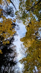 autumn in the woods