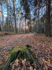 autumn in the forest