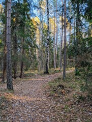 path in the woods