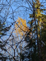 Obraz premium trees in autumn