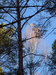 trees in the sky