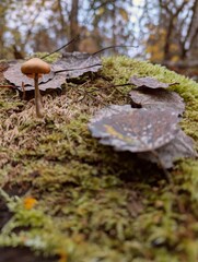 Small mushrooms in the forest