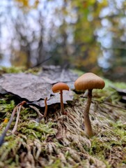 Small mushrooms in the forest