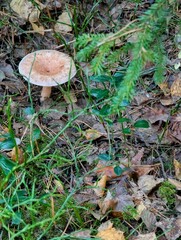 Mushroom in the forest
