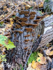 Mushrooms on the bark