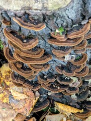 Mushrooms on the bark