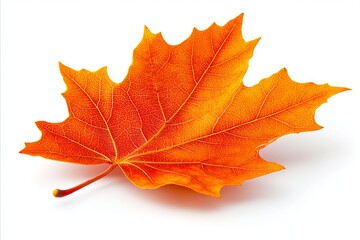 Obraz premium A single orange leaf on a white background