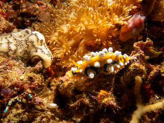 Bright yellow and white Ocellated Phyllidia nudibranch, Phyllidia ocellata, a sea slug, a dorid nudibranch near Puerto Galera, Philippines. 