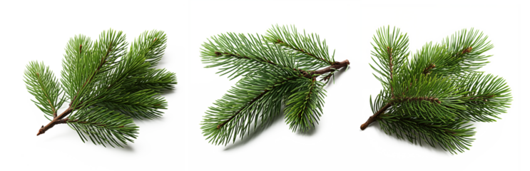 green pine branch on a white background. PNG transparent.