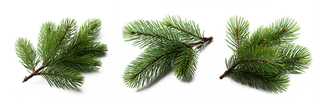 green pine branch on a white background. PNG transparent.